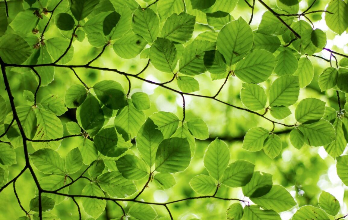 Psychodrama and Photosynthesis