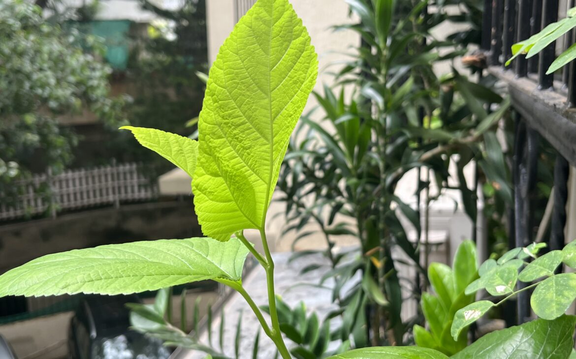 The Mulberry Miracle